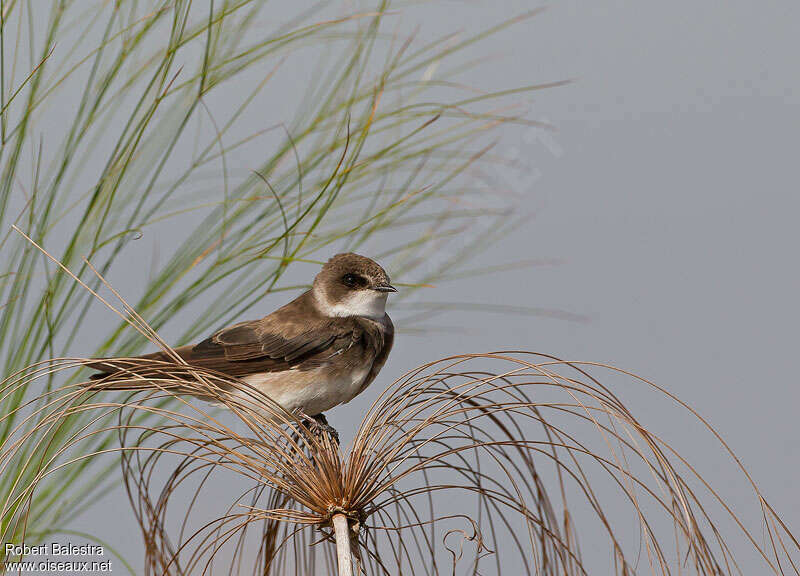 Sand Martinadult, identification