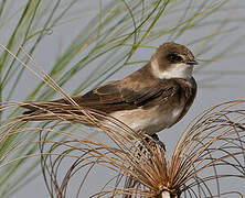 Sand Martin