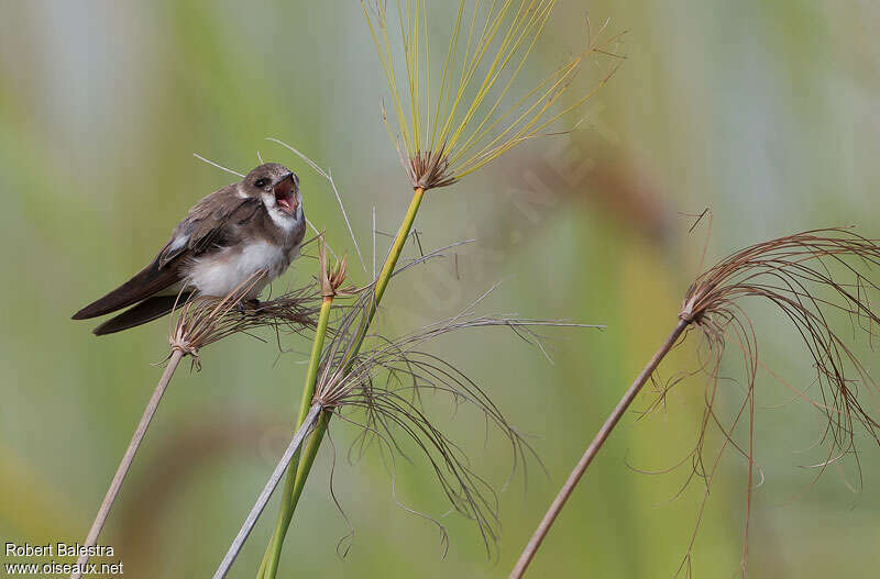 Sand Martinadult, song