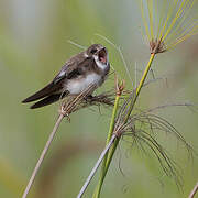 Sand Martin