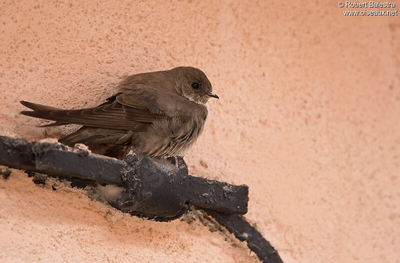 Eurasian Crag Martin