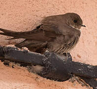 Eurasian Crag Martin