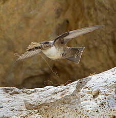 Hirondelle de rochers