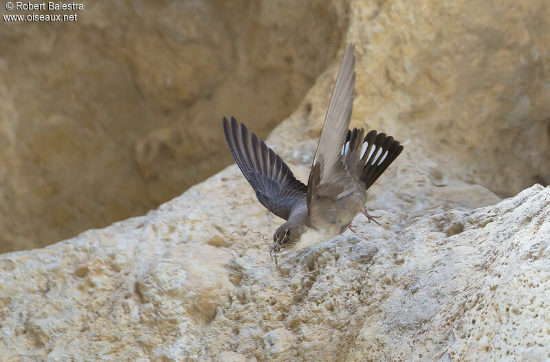 Hirondelle de rochers