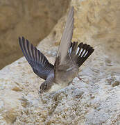 Eurasian Crag Martin