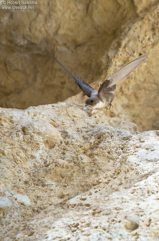 Eurasian Crag Martin