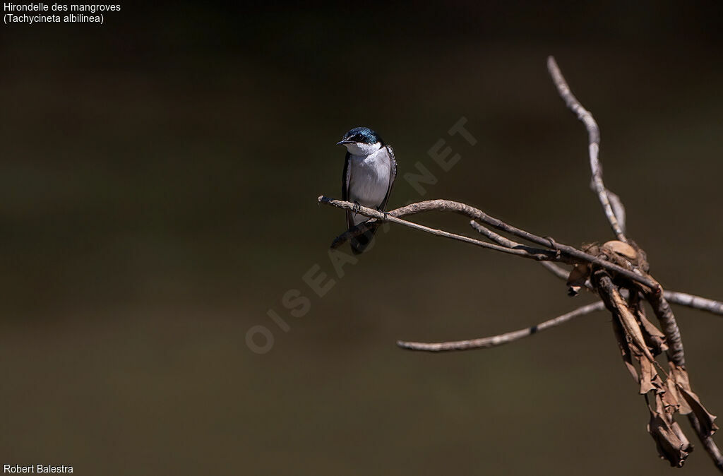 Mangrove Swallow