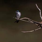 Mangrove Swallow