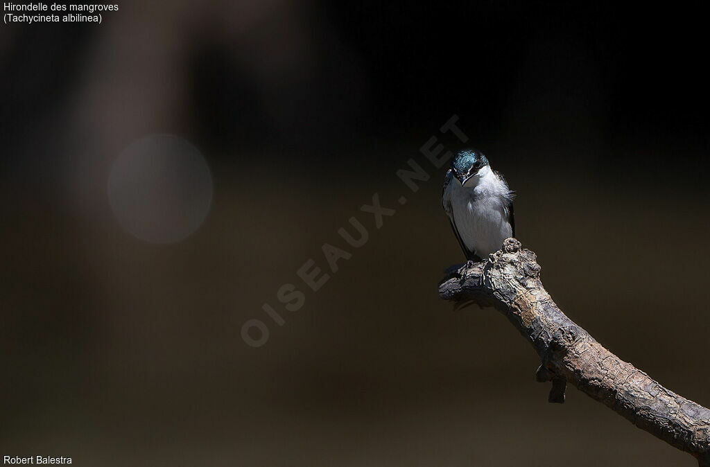 Mangrove Swallow