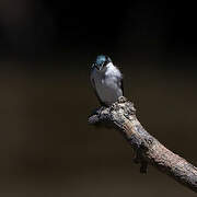 Mangrove Swallow