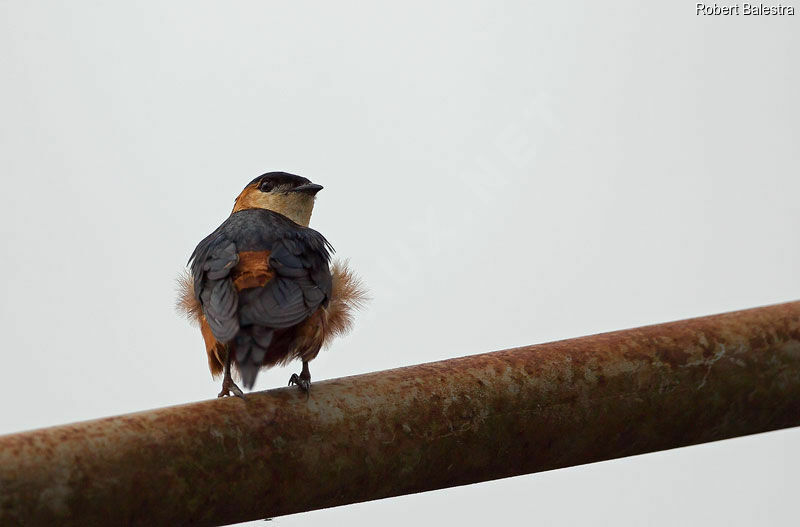 Mosque Swallow