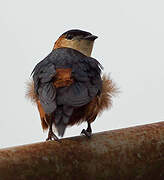 Mosque Swallow