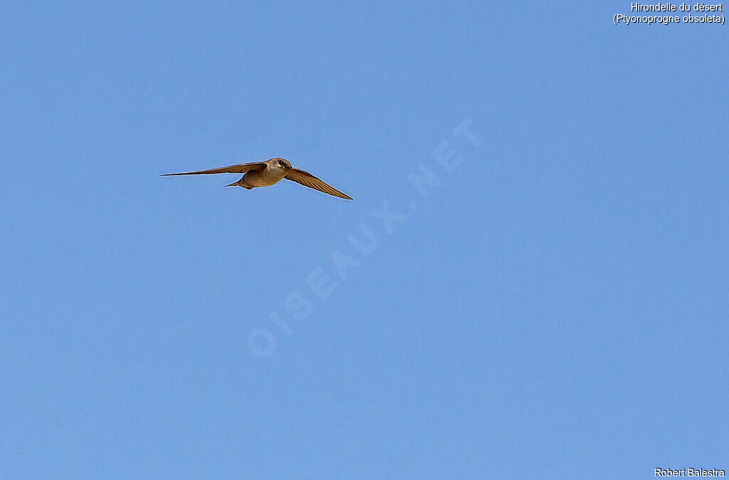 Pale Crag Martin