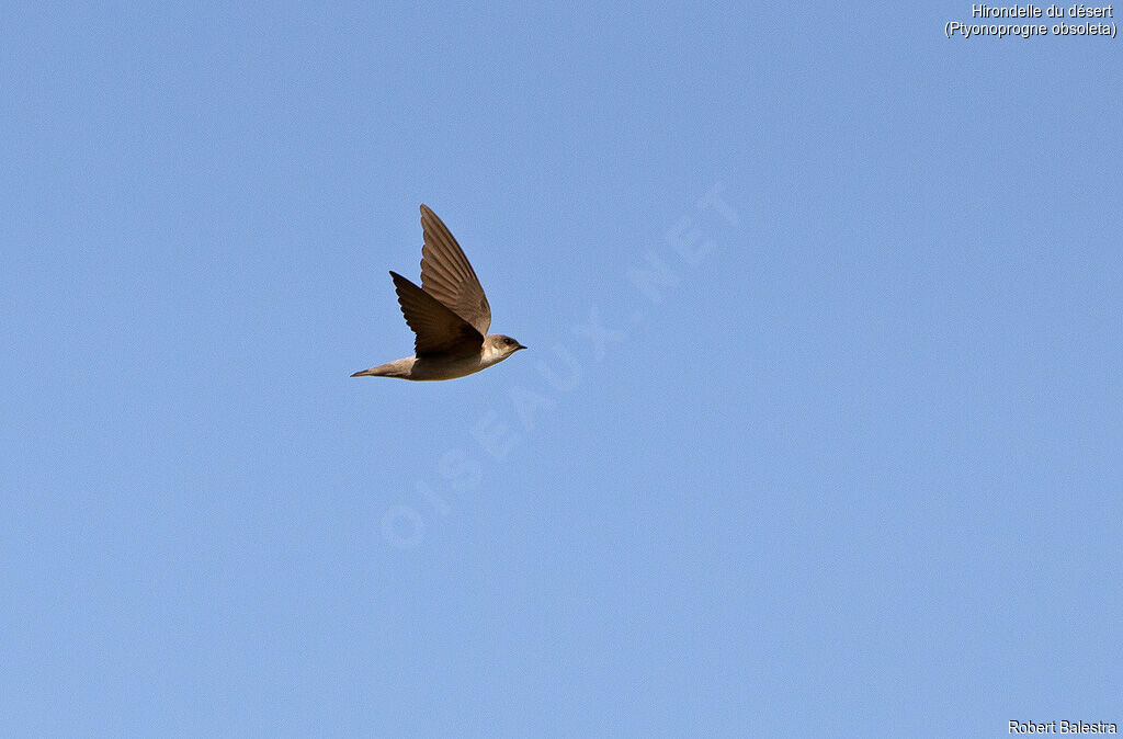 Pale Crag Martin