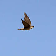 Pale Crag Martin