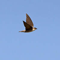Hirondelle du désert