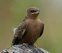 Large Rock Martin