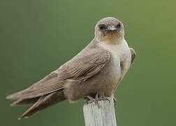 Large Rock Martin