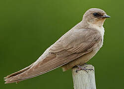 Large Rock Martin
