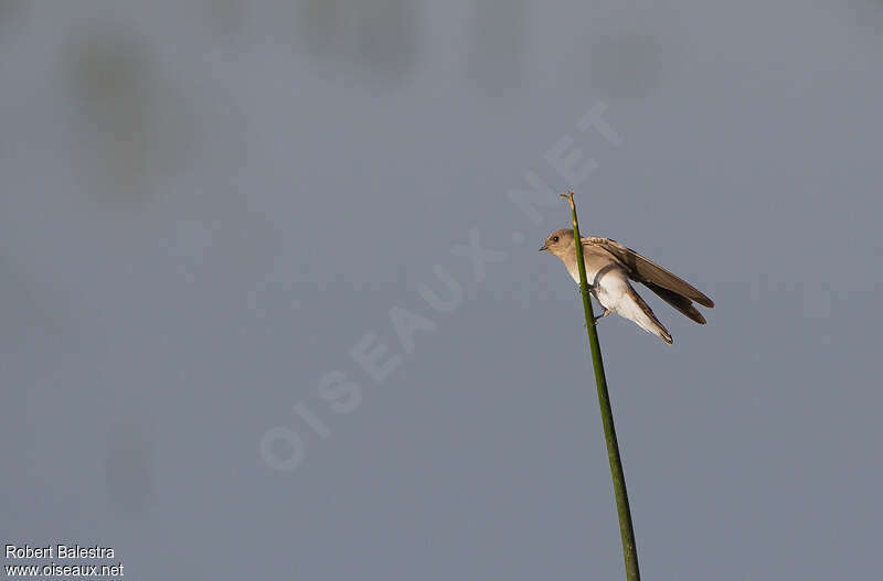 Brown-throated Martin, habitat, pigmentation, Behaviour