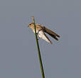 Hirondelle paludicole