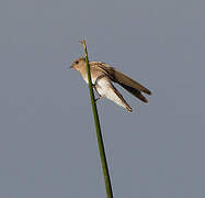 Brown-throated Martin