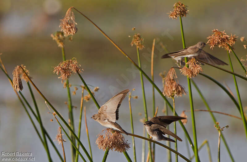 Brown-throated Martin, habitat, pigmentation