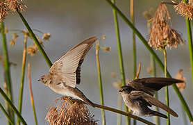 Brown-throated Martin