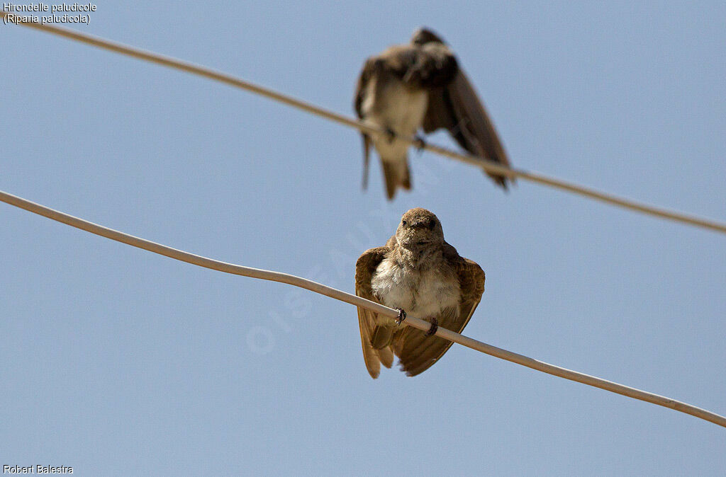 Brown-throated Martin