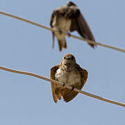 Brown-throated Martin