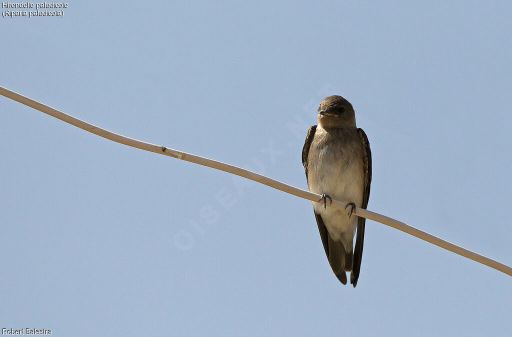 Brown-throated Martin