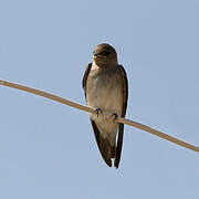 Brown-throated Martin