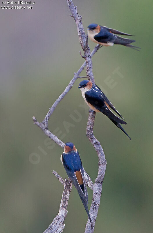 Red-rumped Swallow