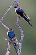 Red-rumped Swallow