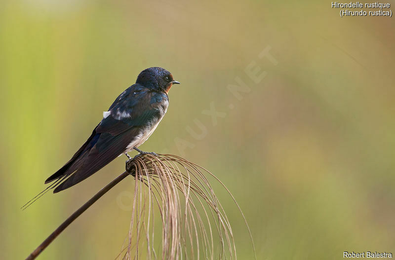 Barn Swallow