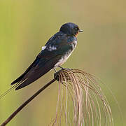 Barn Swallow