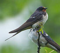 Barn Swallow