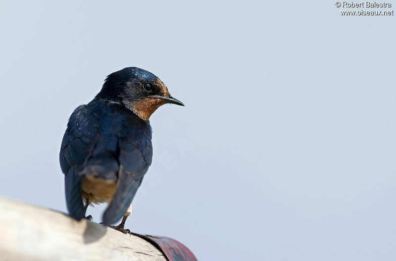 Barn Swallow