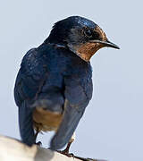 Barn Swallow