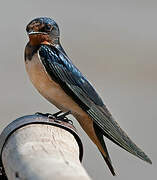 Barn Swallow