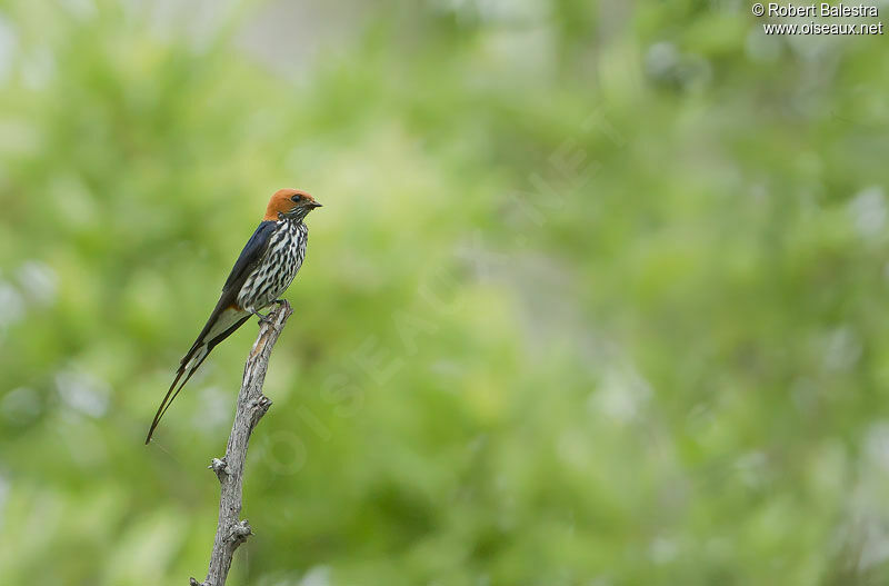 Hirondelle striée