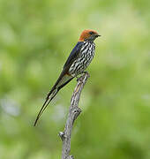 Lesser Striped Swallow