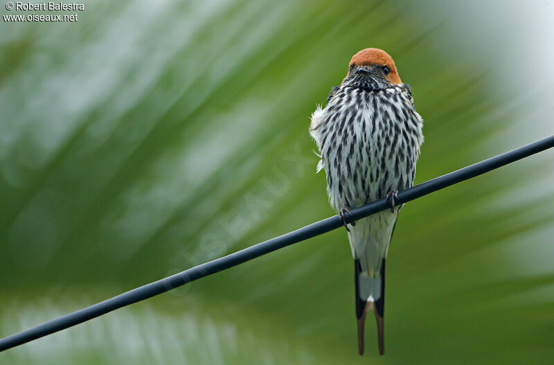 Lesser Striped Swallow