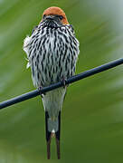 Lesser Striped Swallow