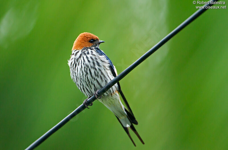 Lesser Striped Swallow