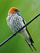 Lesser Striped Swallow