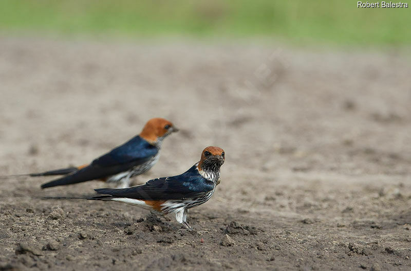 Hirondelle striée