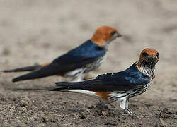 Lesser Striped Swallow