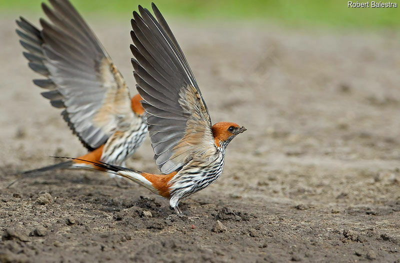 Lesser Striped Swallow