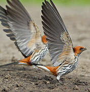 Lesser Striped Swallow